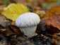 Bimbós pöfeteg (Lycoperdon perlatum), Pilis